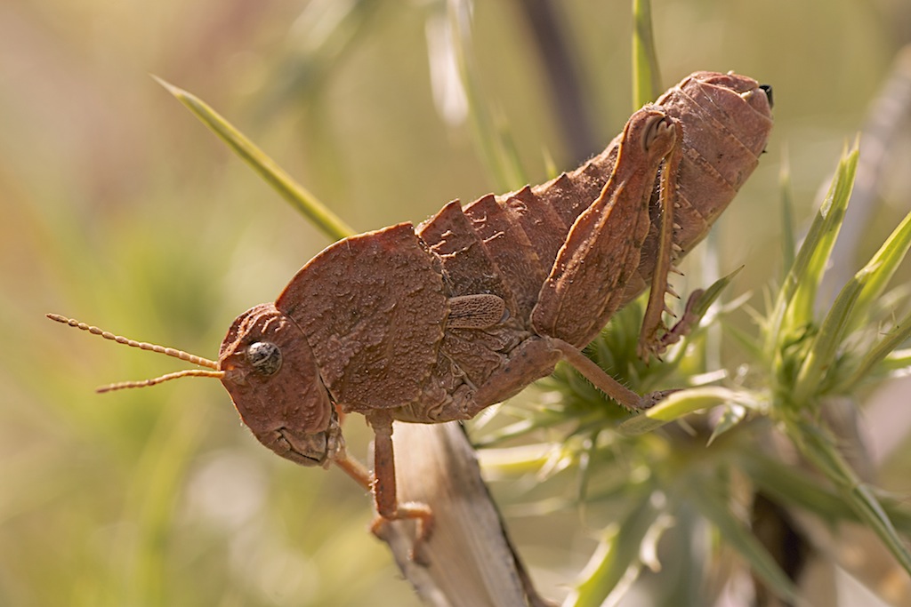 Pamphagidae da determinare